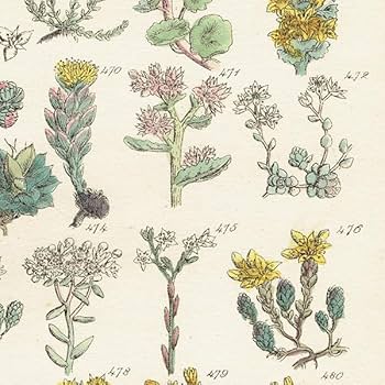 Amazon.co.jp: イギリス アンティーク ボタニカルアート植物画 石版画